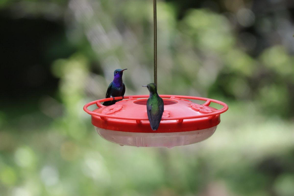Sapphire-throated Hummingbird - ML646905933