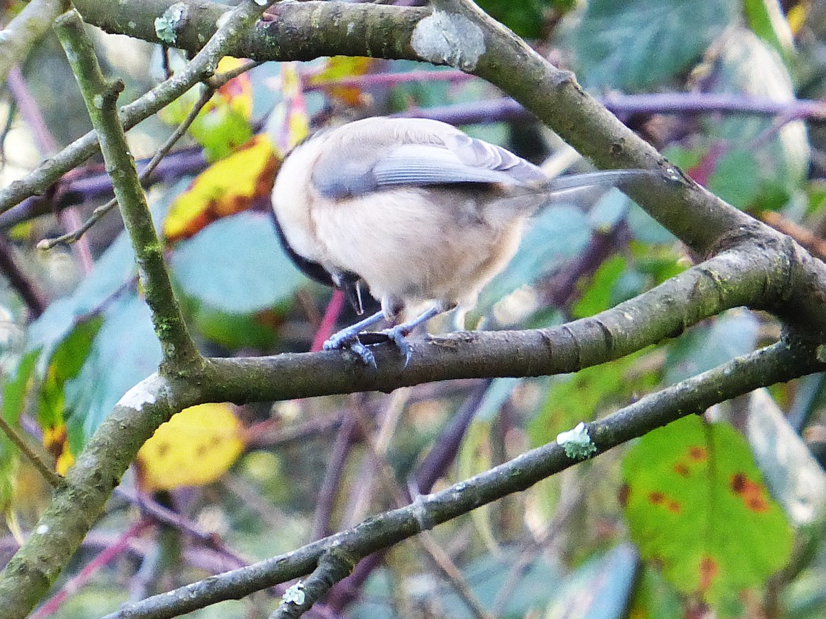 Mésange boréale - ML646905941