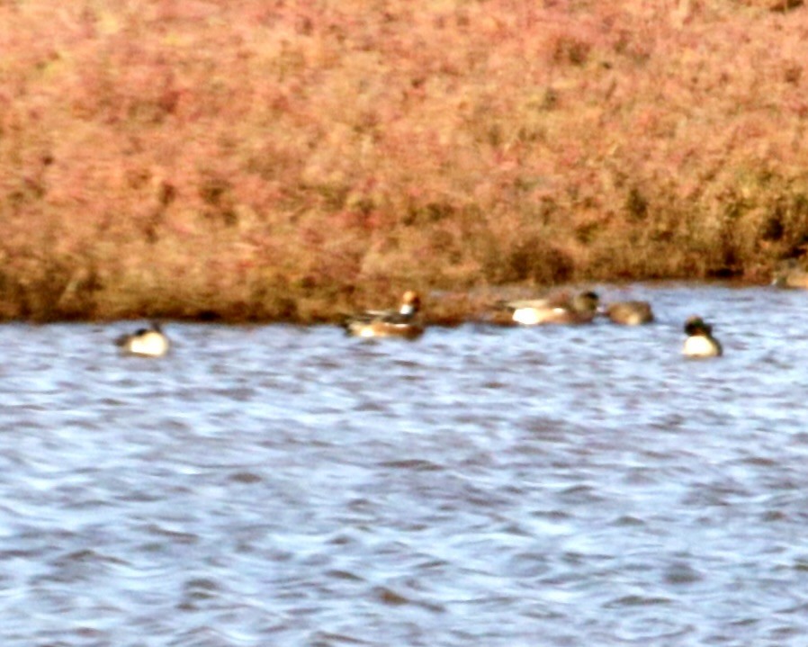 Eurasian x American Wigeon (hybrid) - ML646905953