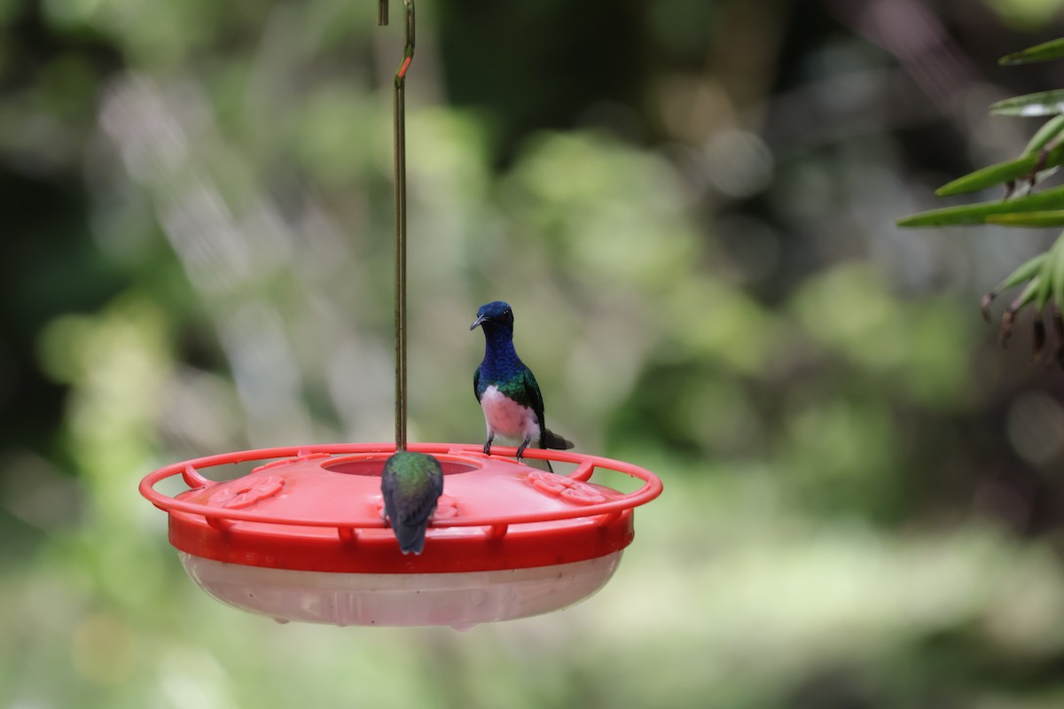 Colibri jacobin - ML646905954