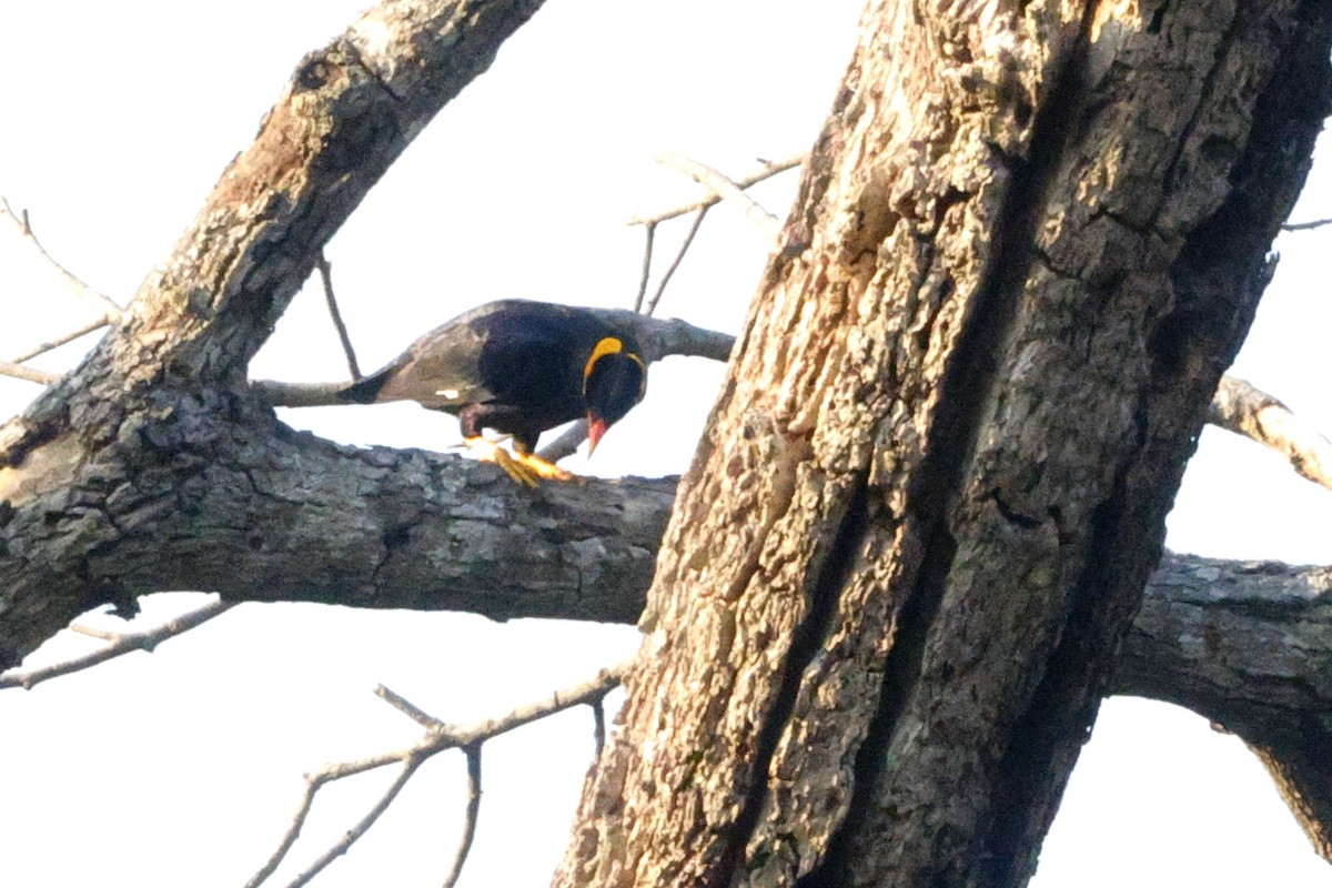 Common Hill Myna - ML646905958