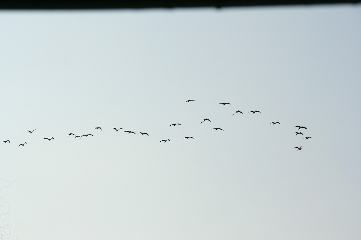 Glossy Ibis - ML646905963
