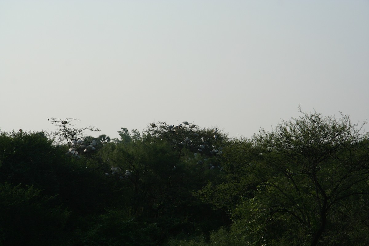 Glossy Ibis - ML646905964