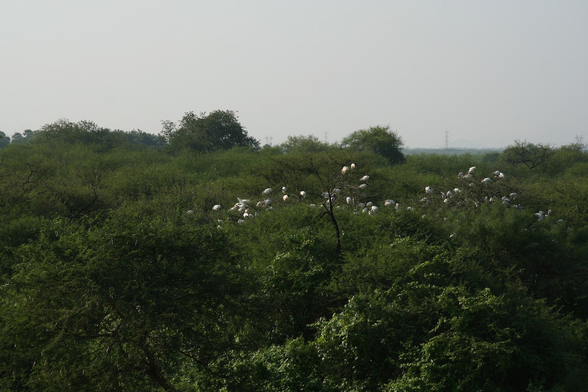 Glossy Ibis - ML646905965