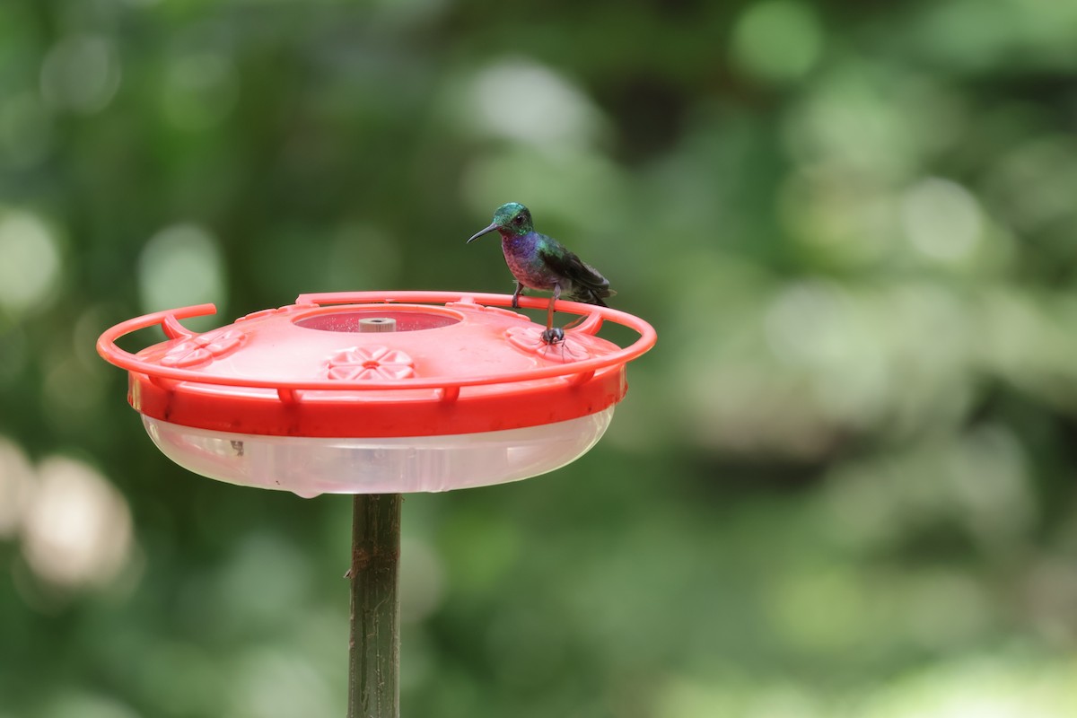 Ariane aimable - ML646905966