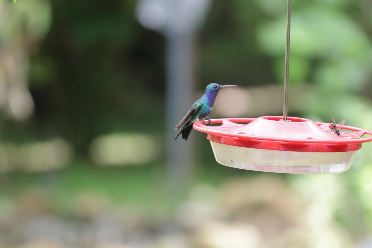 Colibri faux-saphir - ML646905969