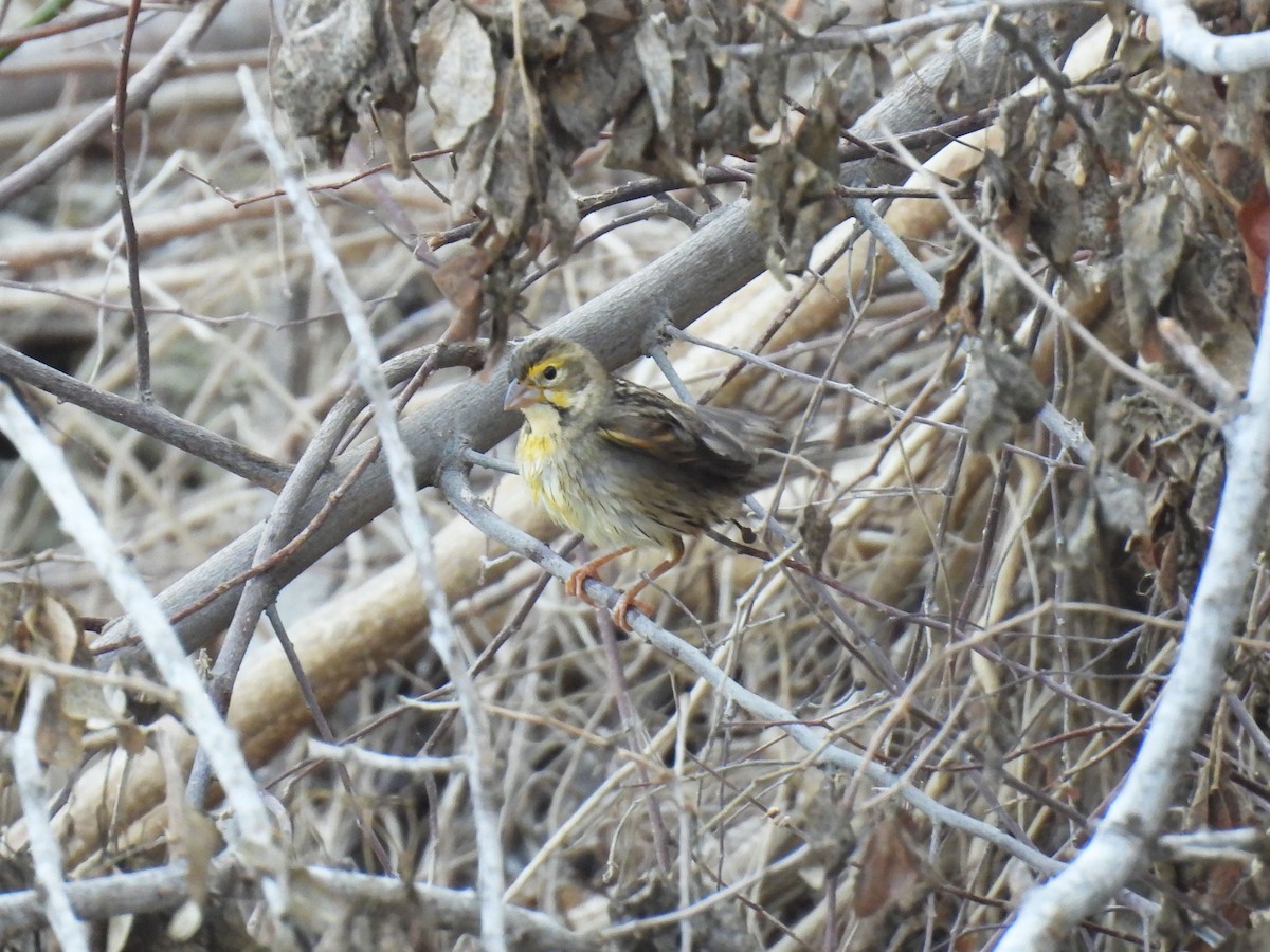 Dickcissel - ML646905972