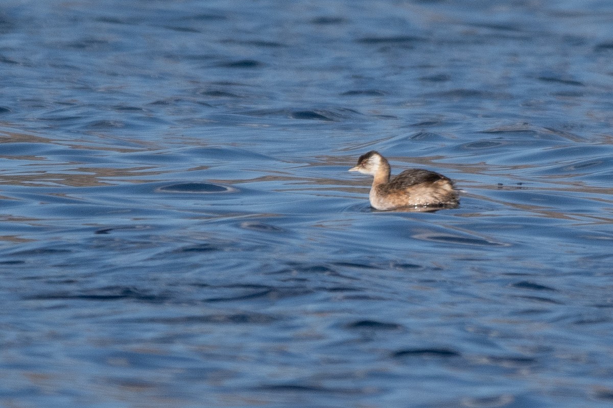 White-tufted Grebe - ML646905974