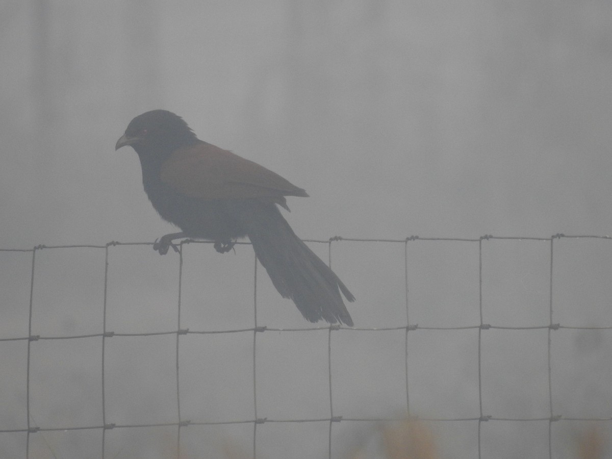 Greater Coucal - ML646905975