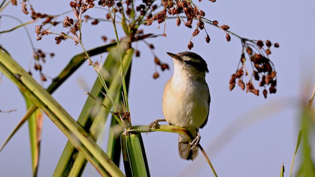Black-browed Reed Warbler - ML646905976