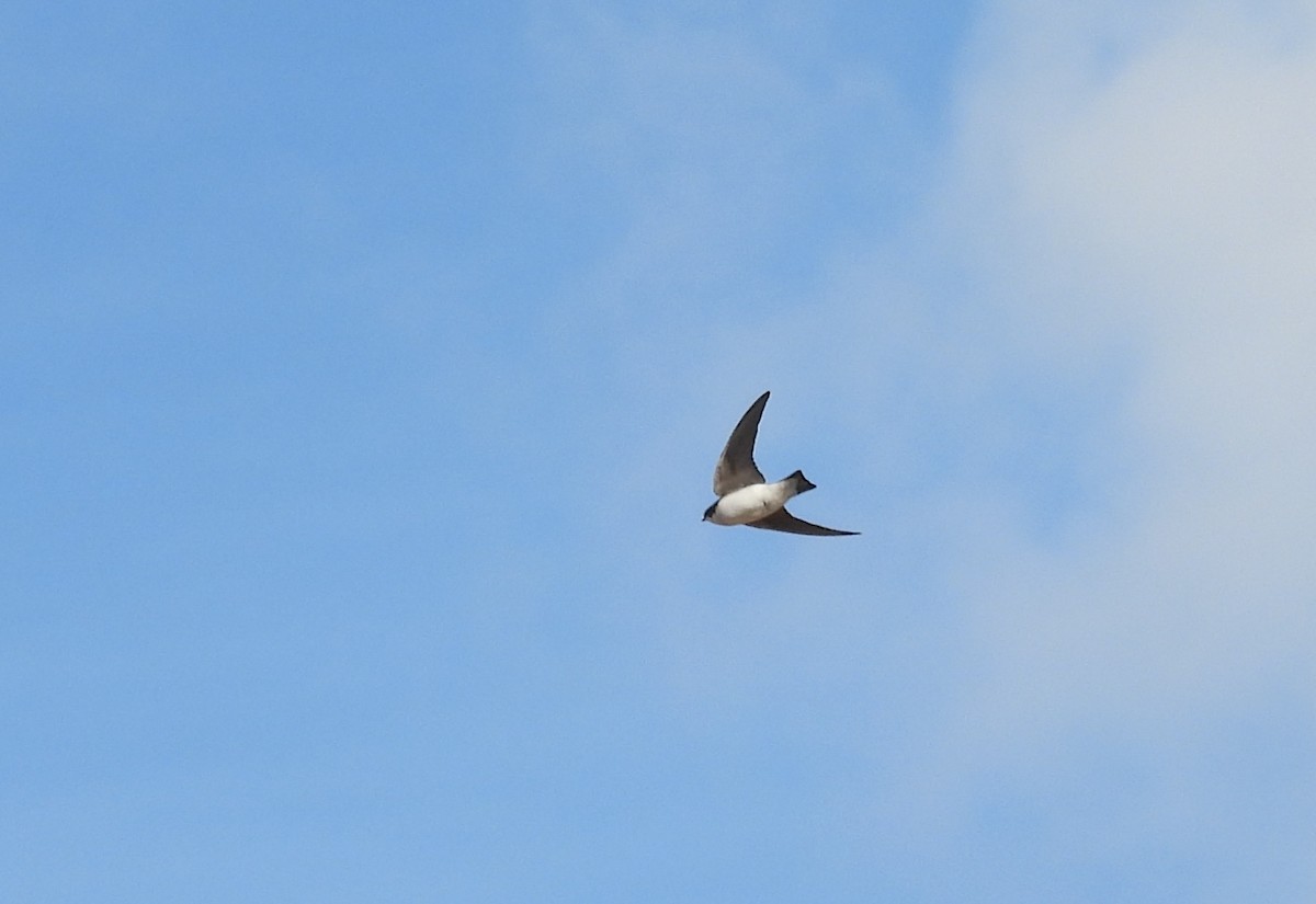 Tree Swallow - ML646905982