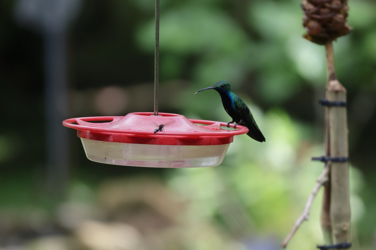 Mango à cravate noire - ML646905984