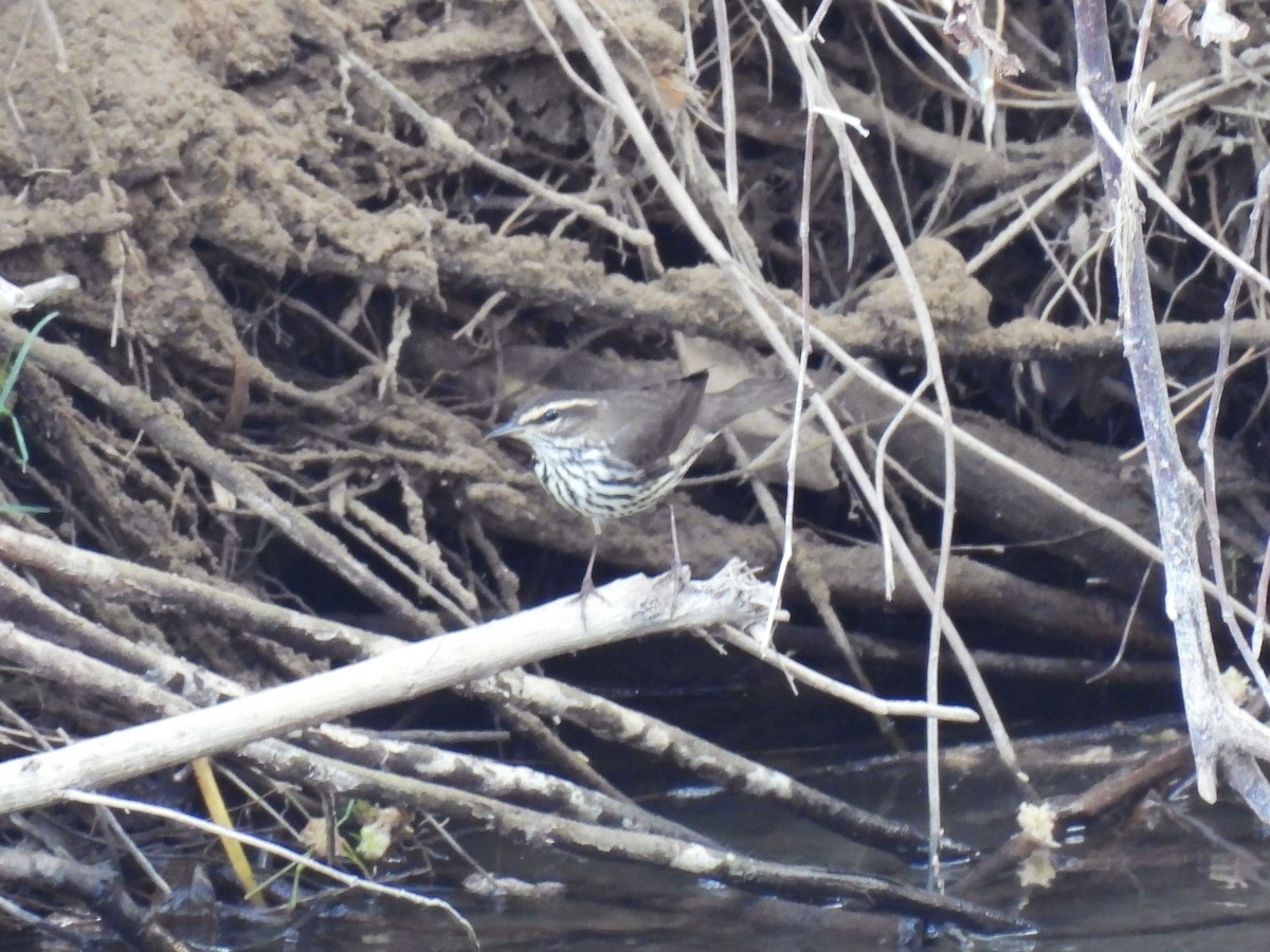 Northern Waterthrush - ML646905985