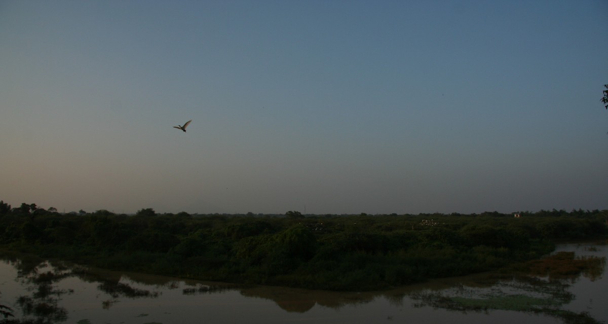 Black-headed Ibis - ML646905986