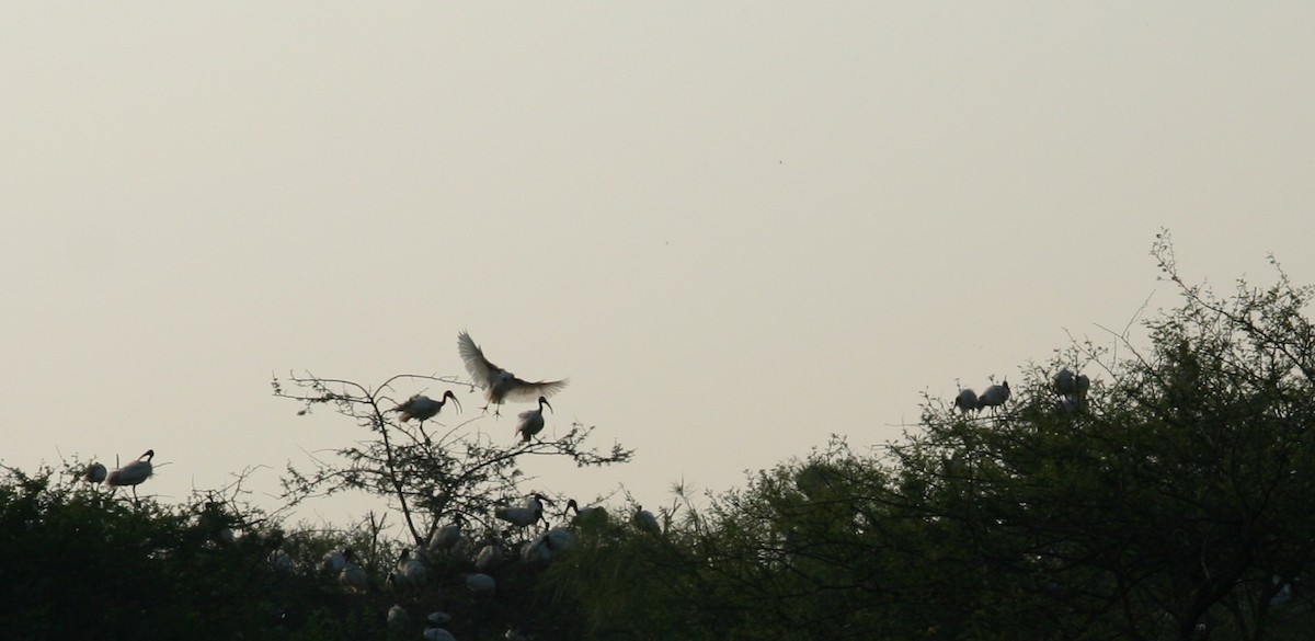 Black-headed Ibis - ML646905987