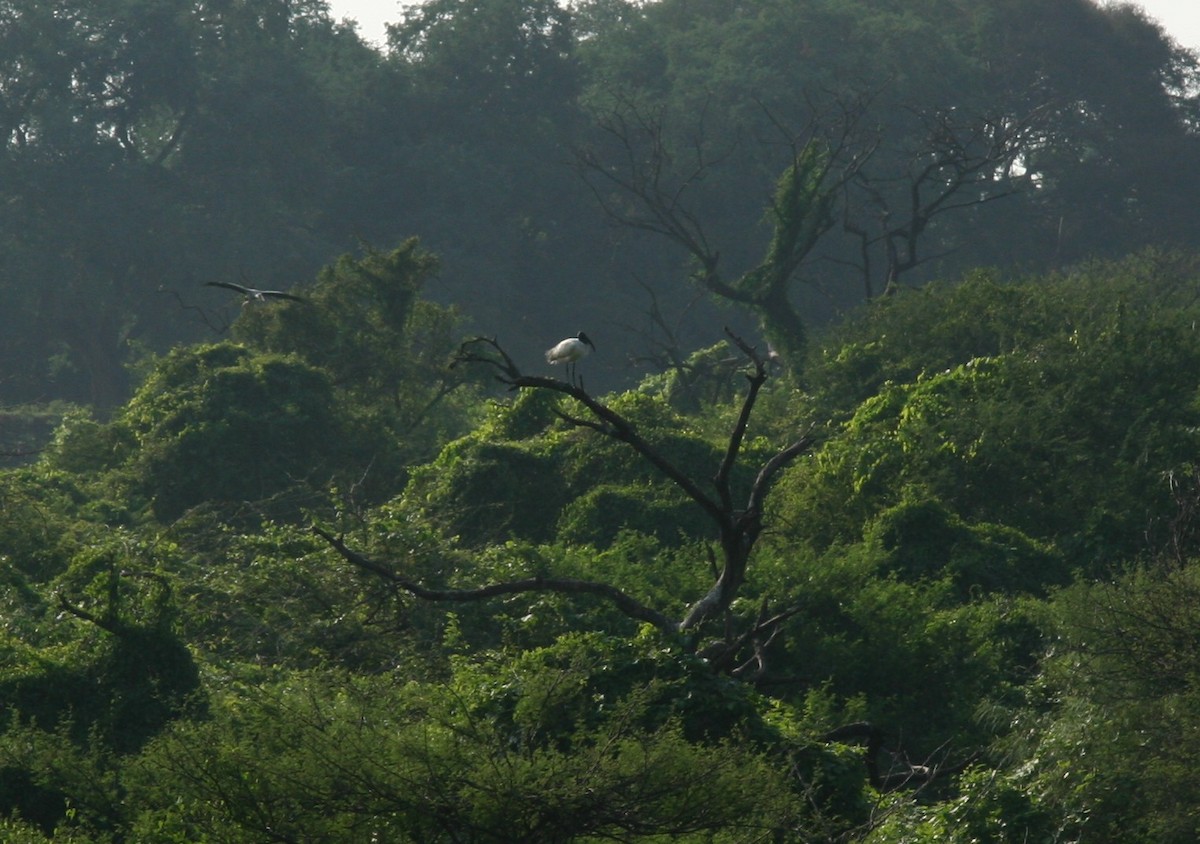 Black-headed Ibis - ML646905989
