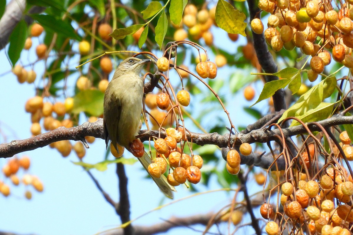 Streak-eared Bulbul - ML646905990