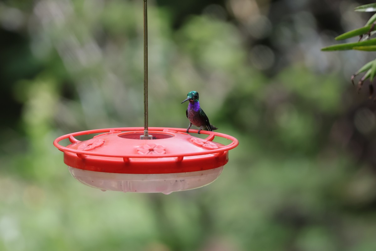 Ariane aimable - ML646905991