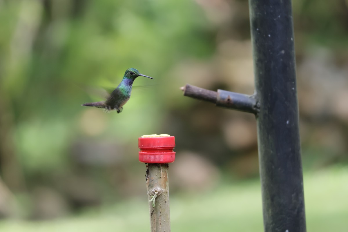 Ariane aimable - ML646905992