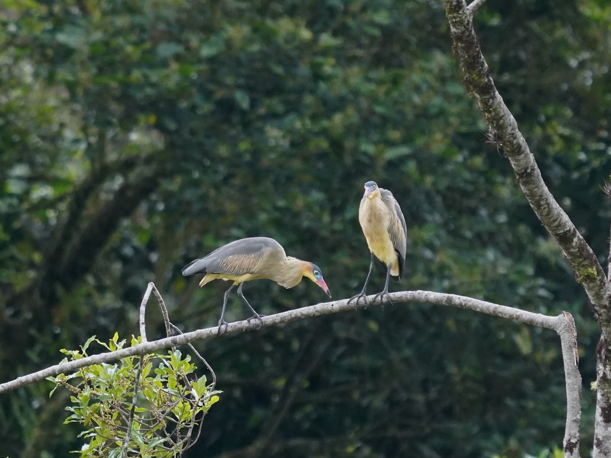 Whistling Heron - ML646905995