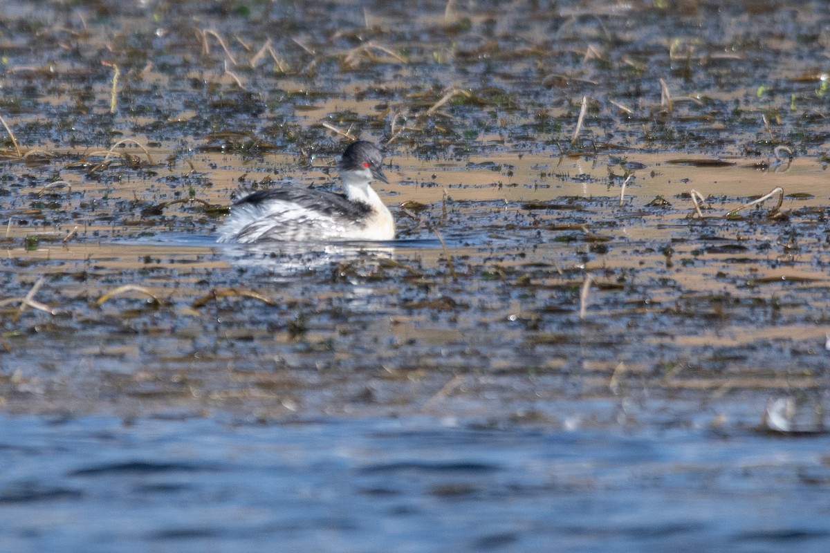 Silvery Grebe - ML646905996
