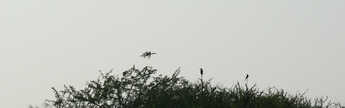 Indian Pond-Heron - ML646905997