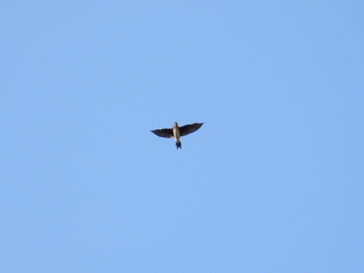 Gray-breasted Martin - ML646905999