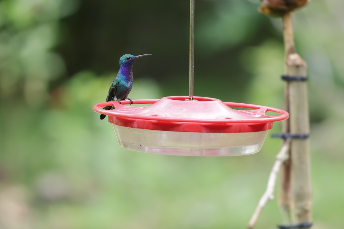 Colibri faux-saphir - ML646906000