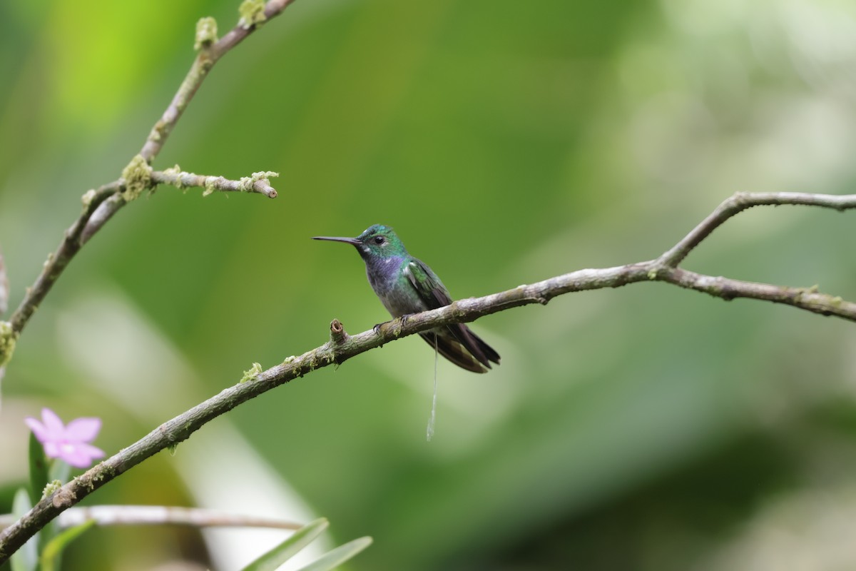 Ariane aimable - ML646906001