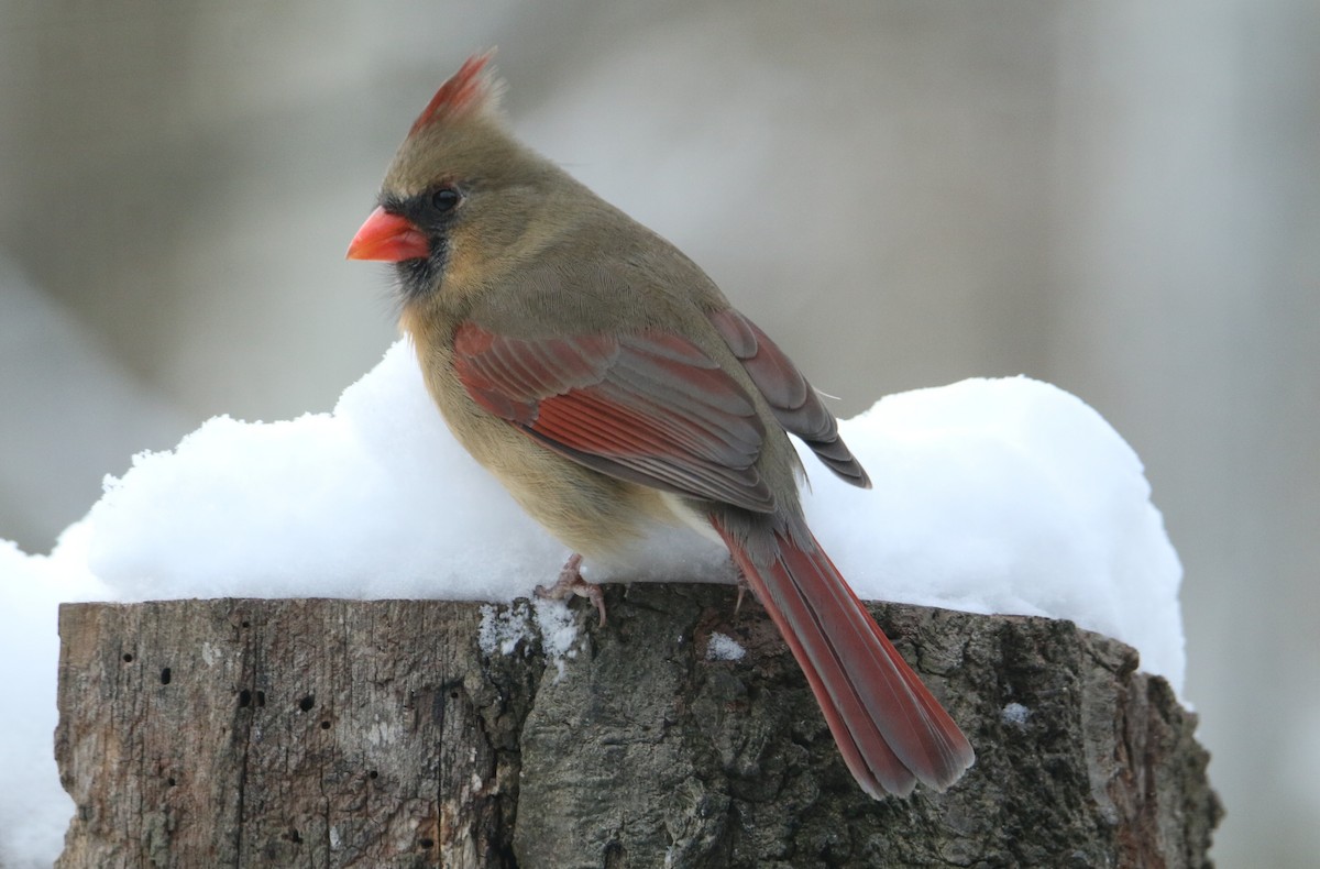 Cardinal rouge - ML646906003