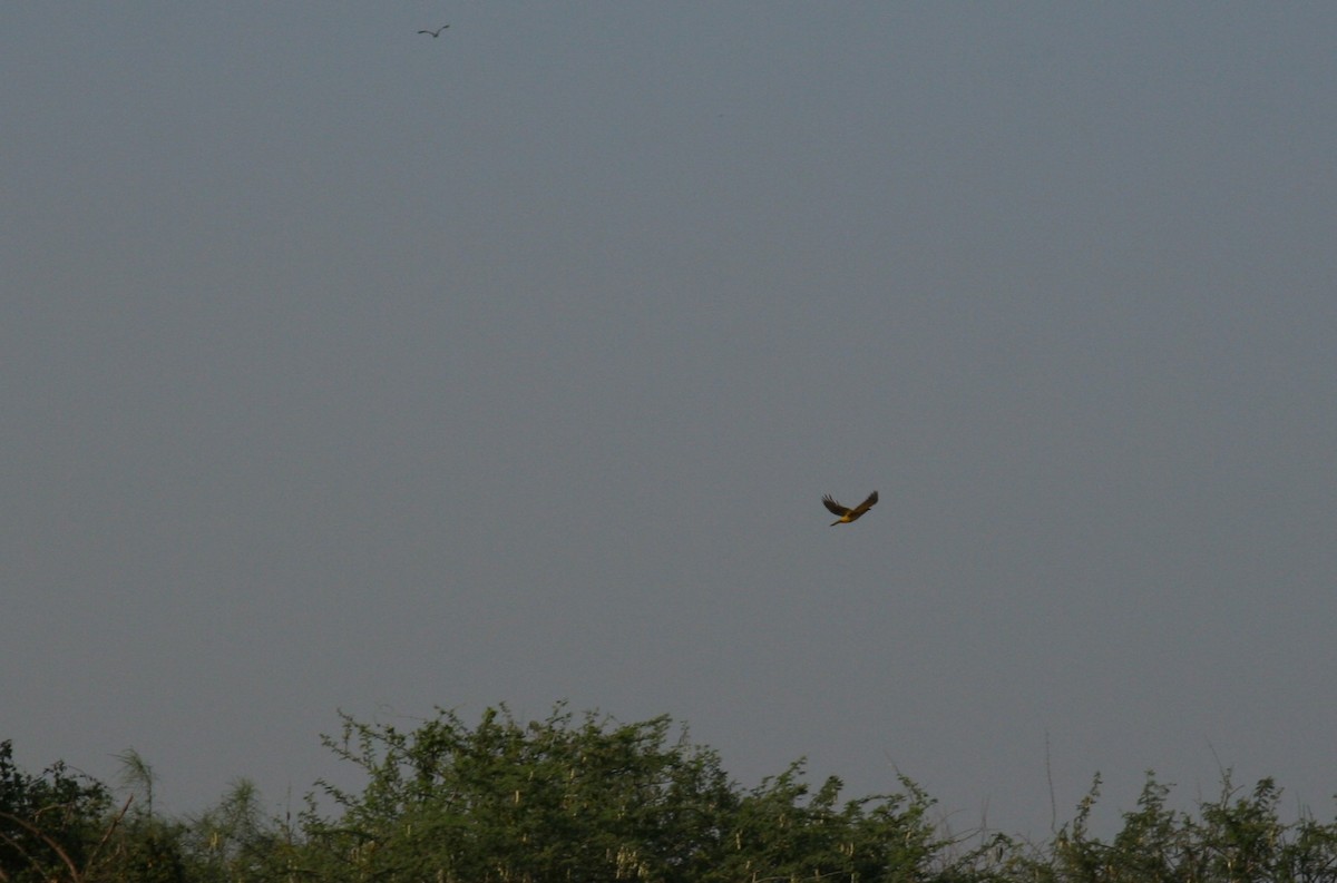 Indian Golden Oriole - ML646906004