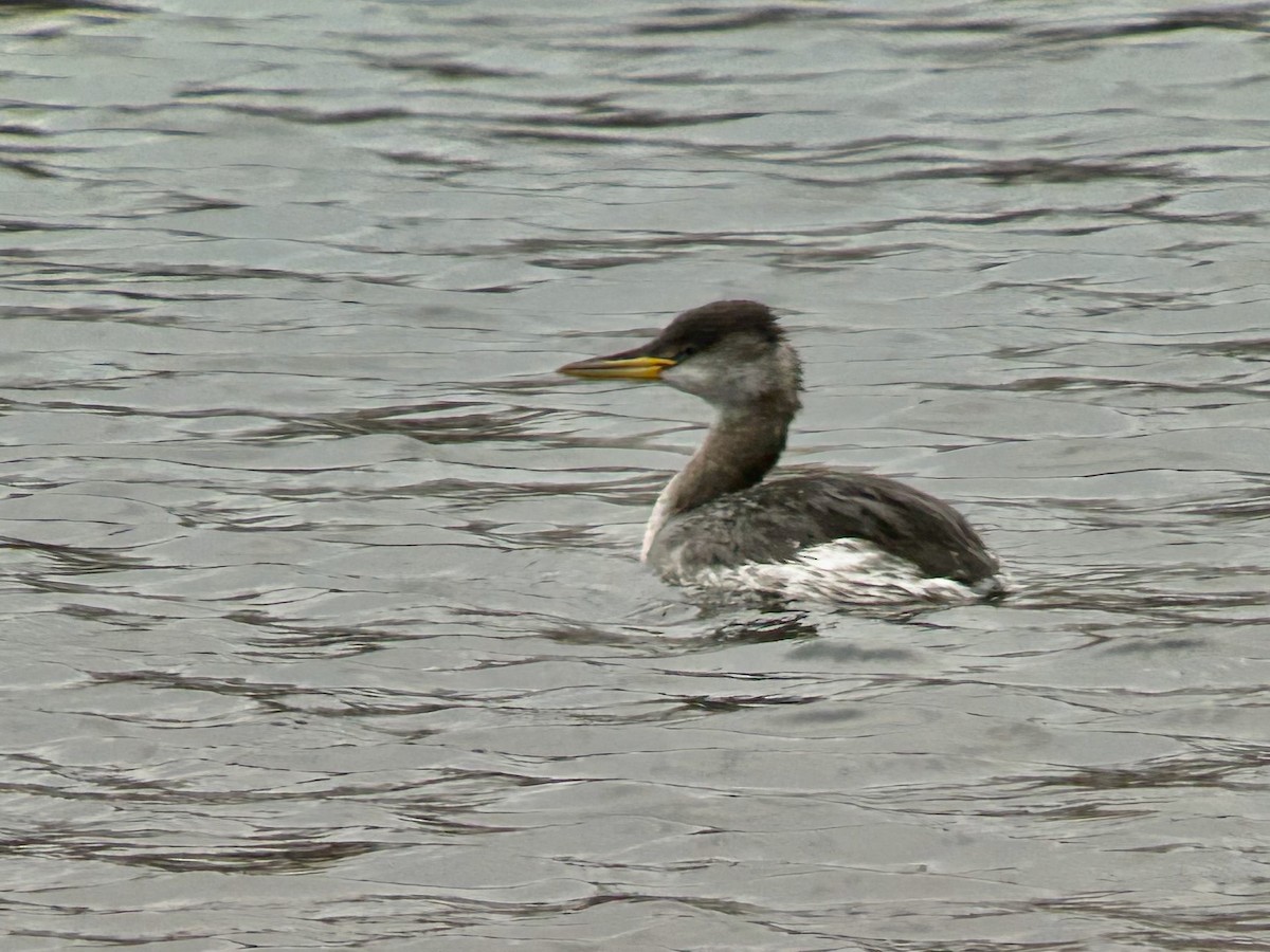 potápka rudokrká - ML646906005