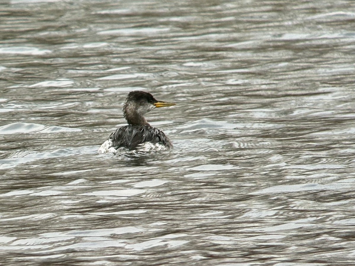 potápka rudokrká - ML646906006