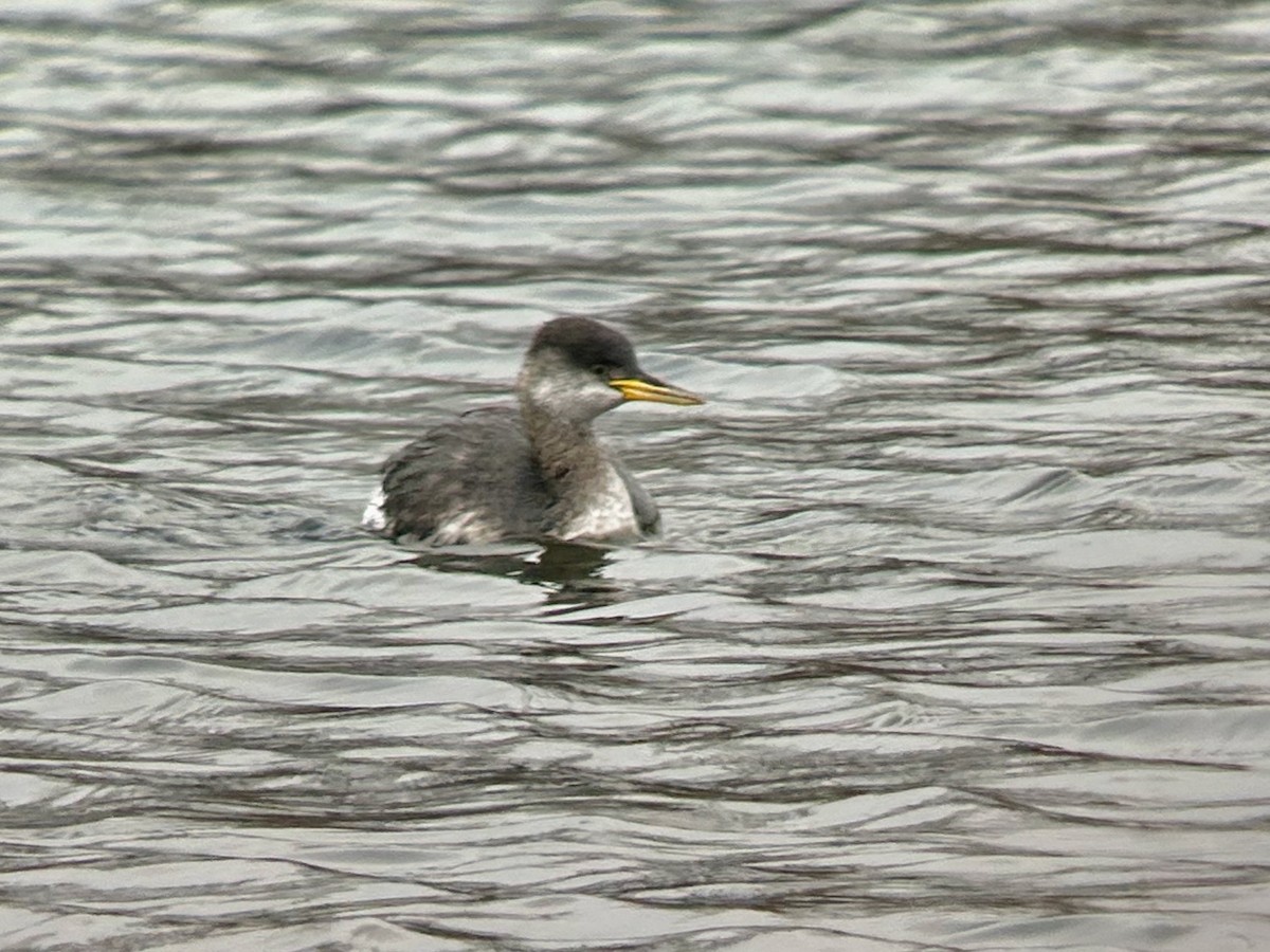 potápka rudokrká - ML646906007