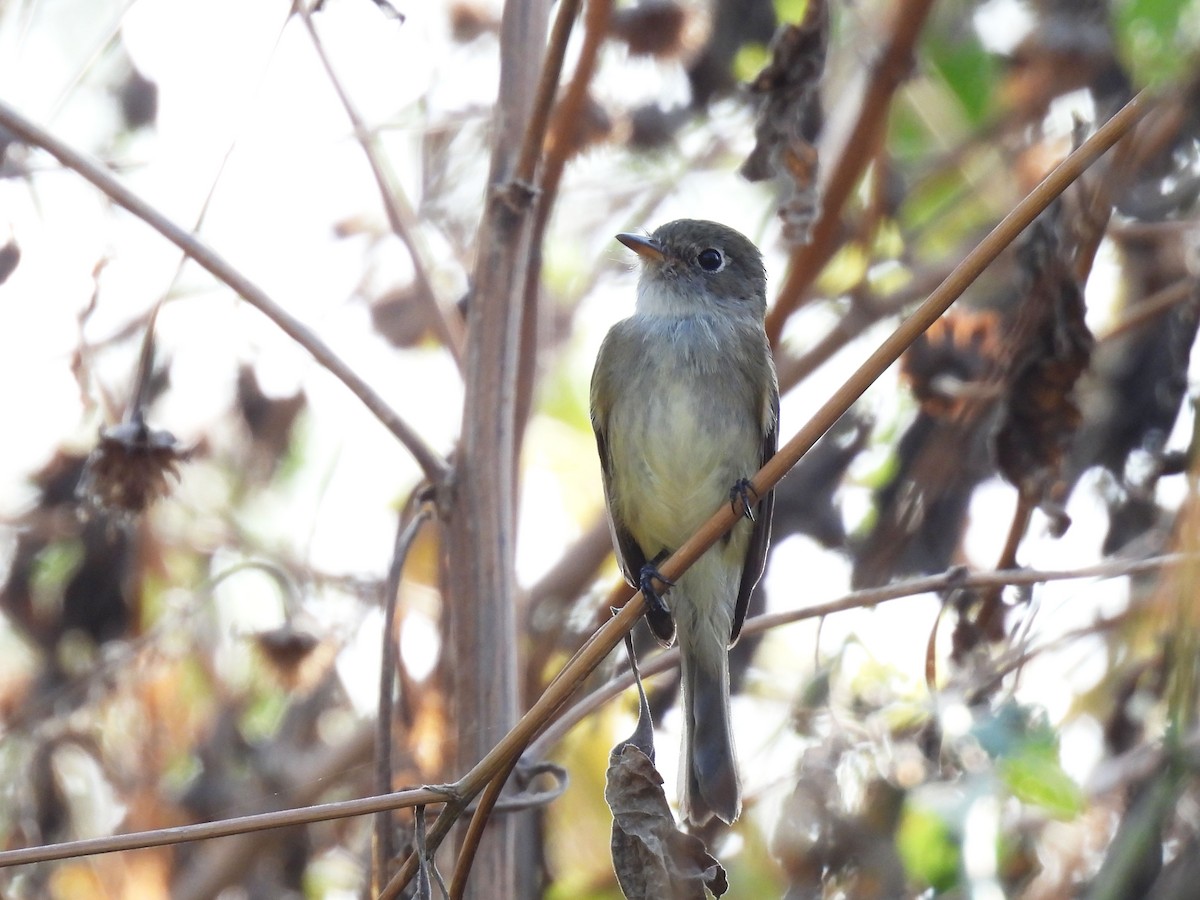 Least Flycatcher - ML646906008