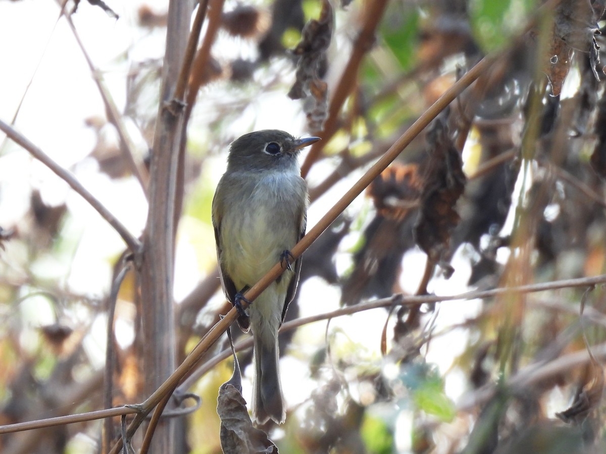 Least Flycatcher - ML646906009