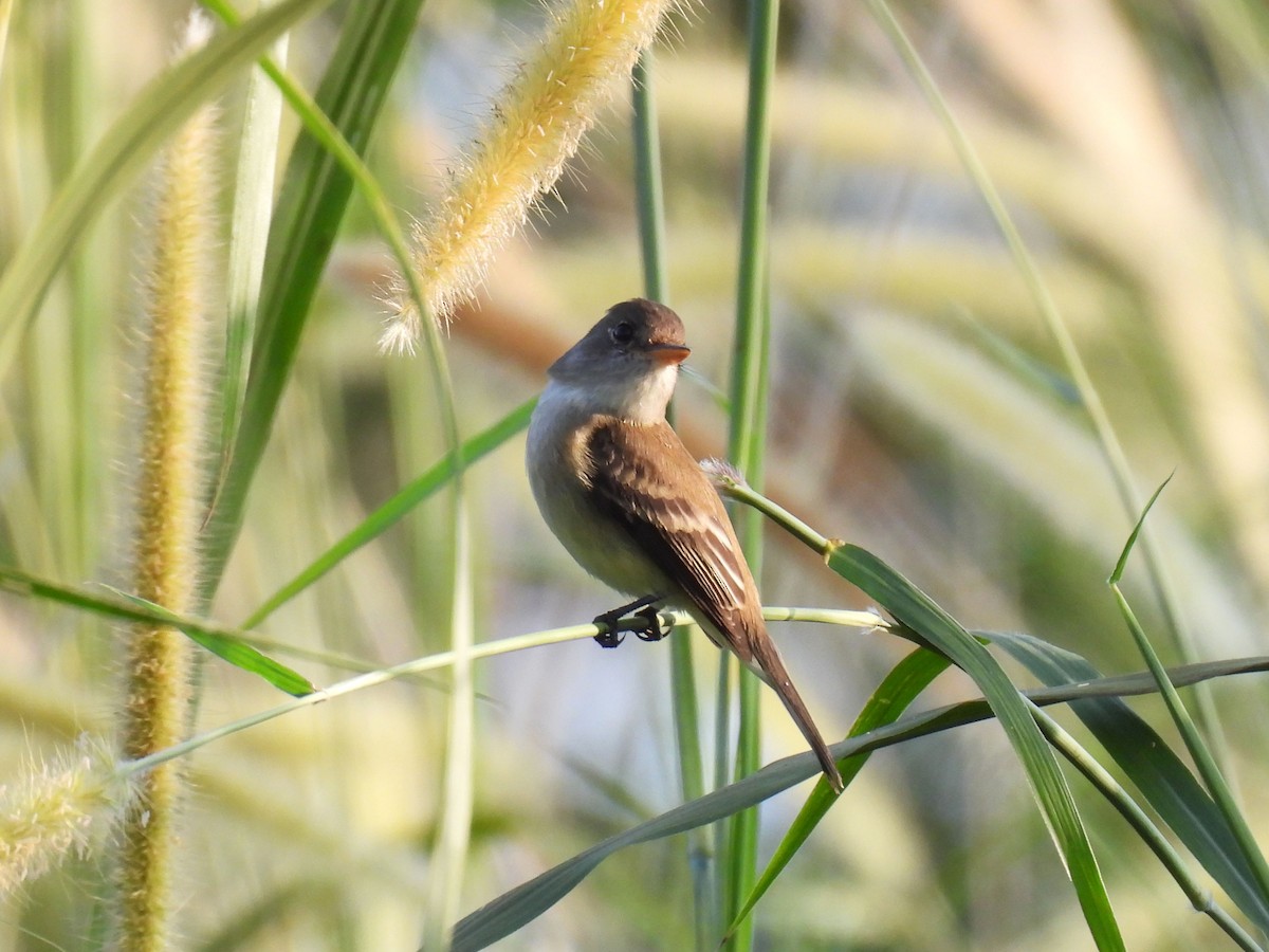 Willow Flycatcher - ML646906011