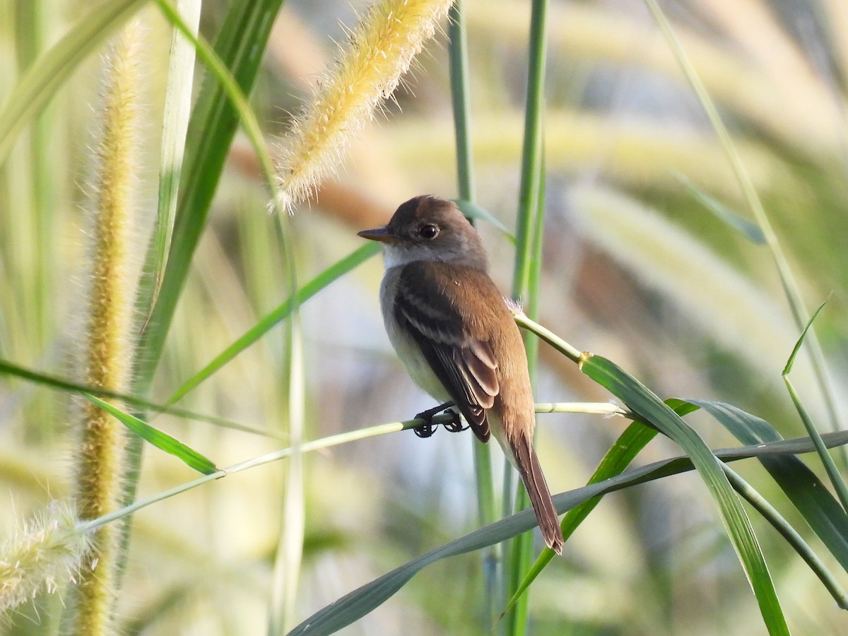 Willow Flycatcher - ML646906012