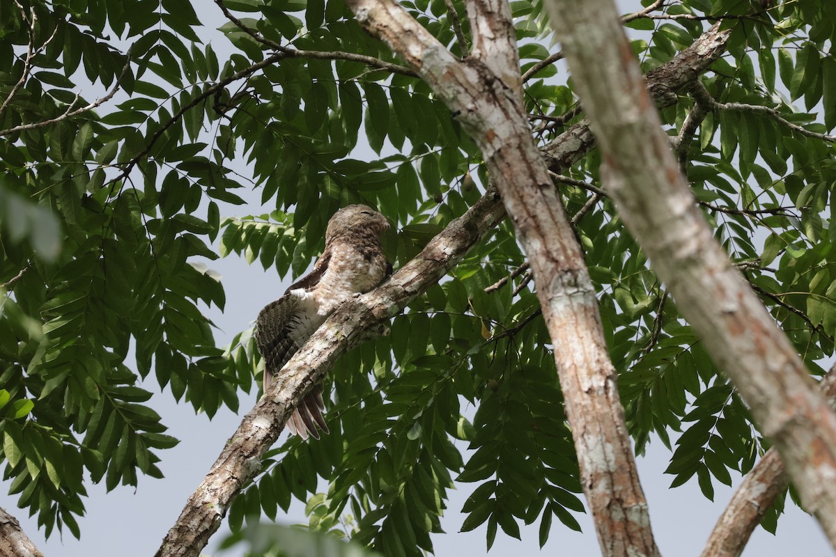 Great Potoo - ML646906013