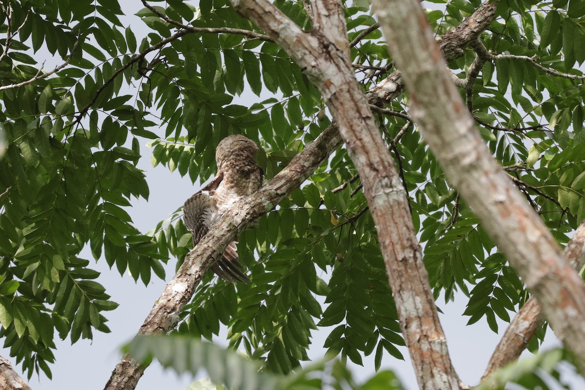 Great Potoo - ML646906015