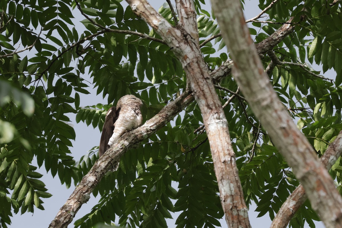Great Potoo - ML646906017