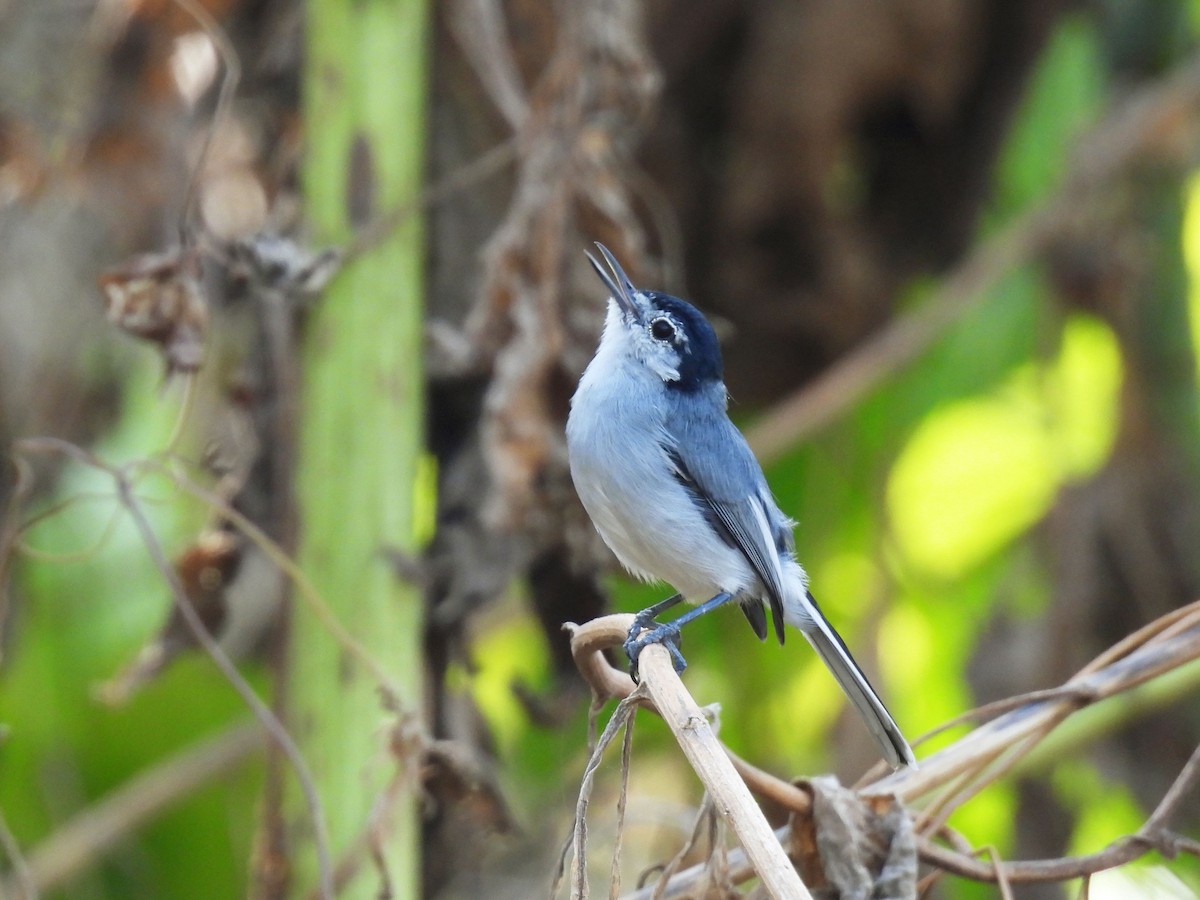 White-lored Gnatcatcher - ML646906018