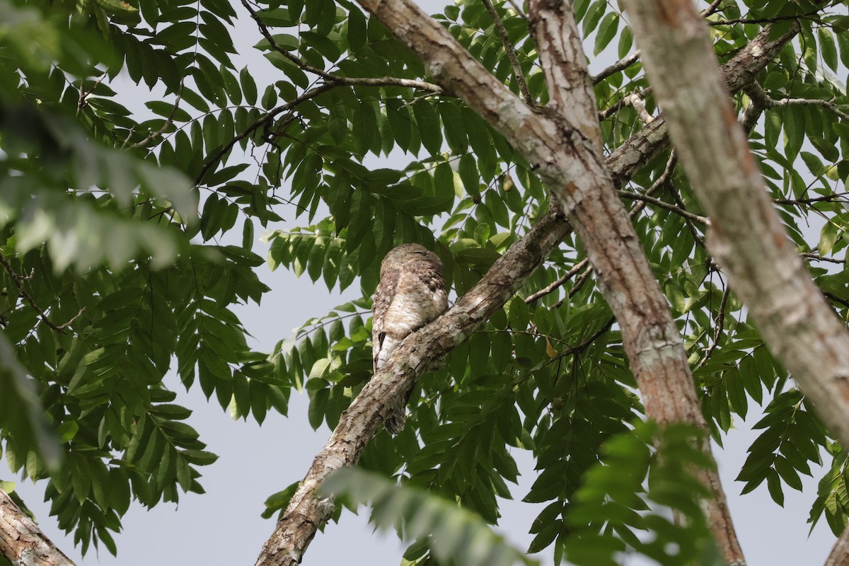 Great Potoo - ML646906019