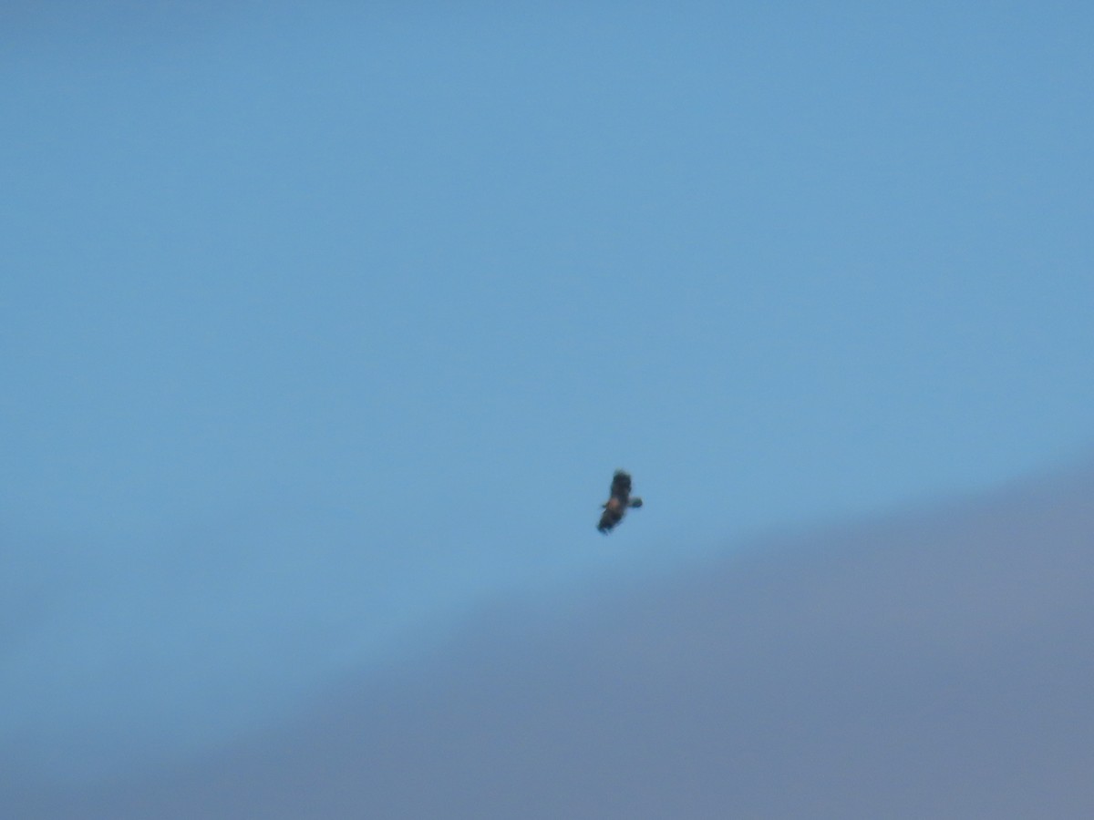 Bald Eagle - ML646906026