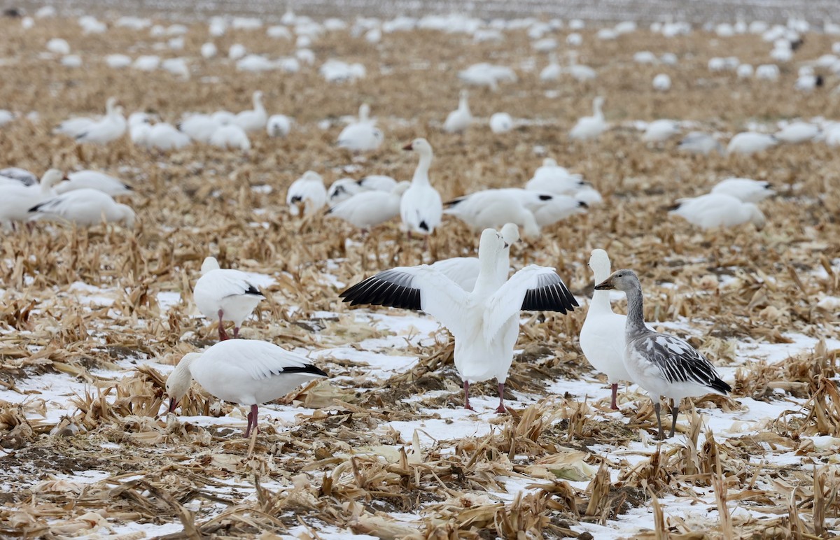 Elur-antzara - ML646906027