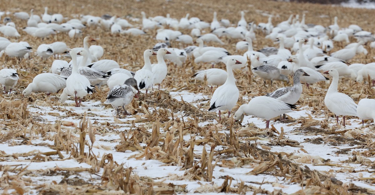 Elur-antzara - ML646906028