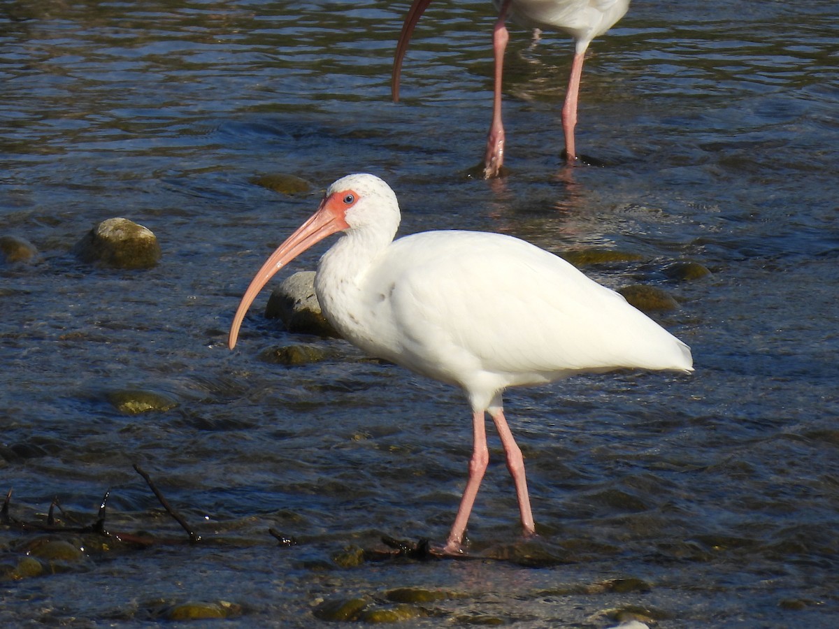 White Ibis - ML646906029