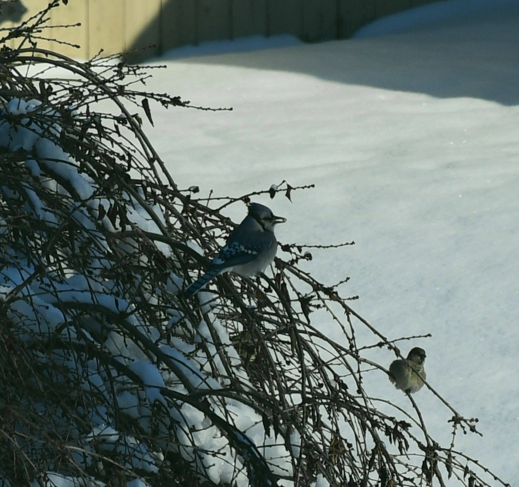 Blue Jay - ML646906030