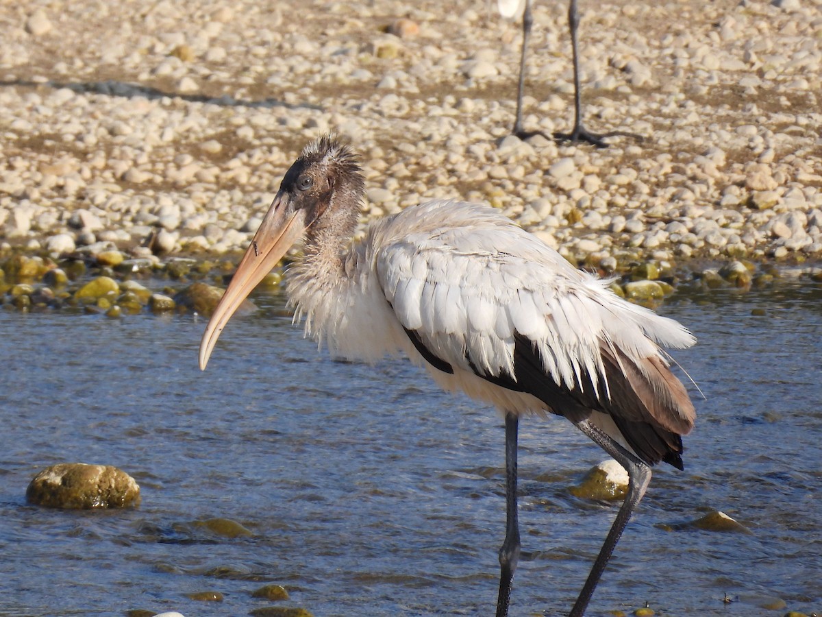 Wood Stork - ML646906031