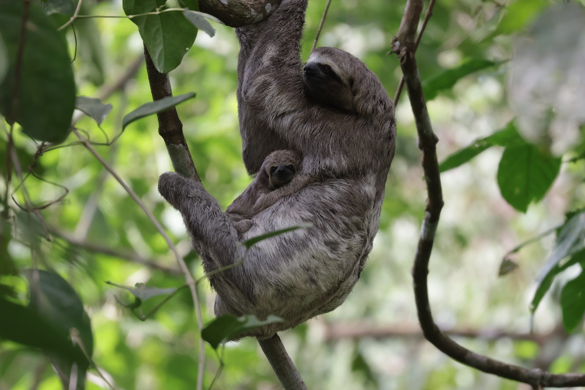 Paresseux à gorge brune - ML646906036